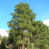 Pinus pinaster (Maritime pine, Cluster pine)