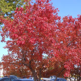 Acer ginnala d.w. (Amur Maple, Flame Maple, Siberian Maple)