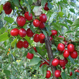 Cornus mas (Cornelian Cherry)