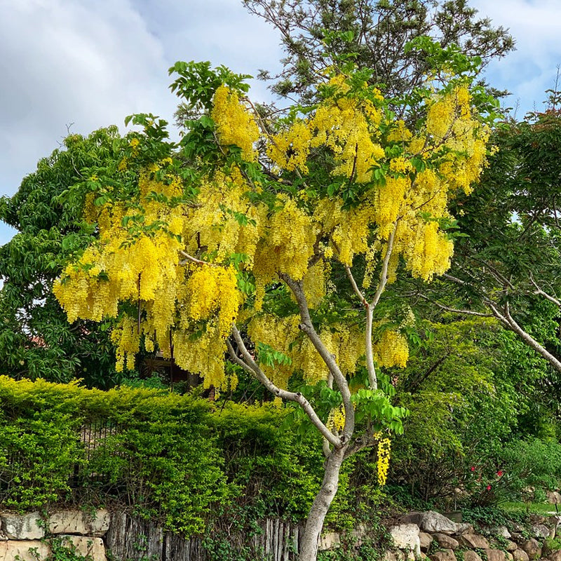 Golden Rain Tree