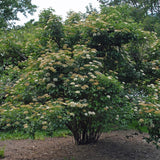 Viburnum dentatum (Arrow-wood viburnum, Southern Arrow-wood)