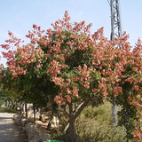 Koelreuteria paniculata (Golden Rain Tree)