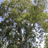 Eucalyptus Camaldulensis (Red Gum, River Red Gum)