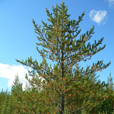 Pinus banksiana (Jack Pine)