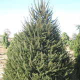 Picea abies Boehmerwald (European Spruce)