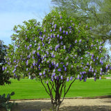 Sophora secundiflora (Mescal Bean Tree, Texas Mountain Laurel)