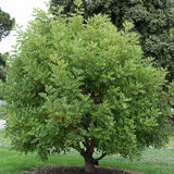 Ceratonia siliqua (Carob Tree, Saint John's Bread, St. John's Bread)