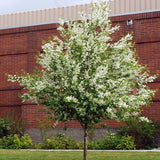 Prunus padus (European Bird Cherry)