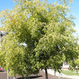 Ziziphus jujuba (Jujube, Chinese Date)