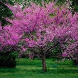 Cercis canadensis (Eastern Red Bud, Redbud) Northern Zones 4-7