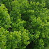 Myrica pensylvanica d.b. (with Wax) (Bayberry)