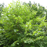 Tilia amurensis (Amur Linden)