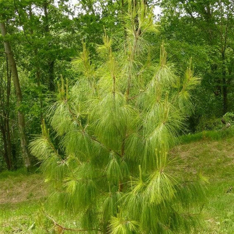 Pinus patula (Mexican Weeping Pine)
