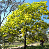 Acacia decurrens (Green Wattle Acacia)