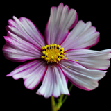 COSMOS bipinnatus ('Candystripe' Cosmos, White w/Crimson Markings)