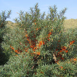 Hippophae rhamnoides (Sea Buckthorn, Seaberry)