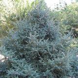 Picea asperata (Dragon Spruce)