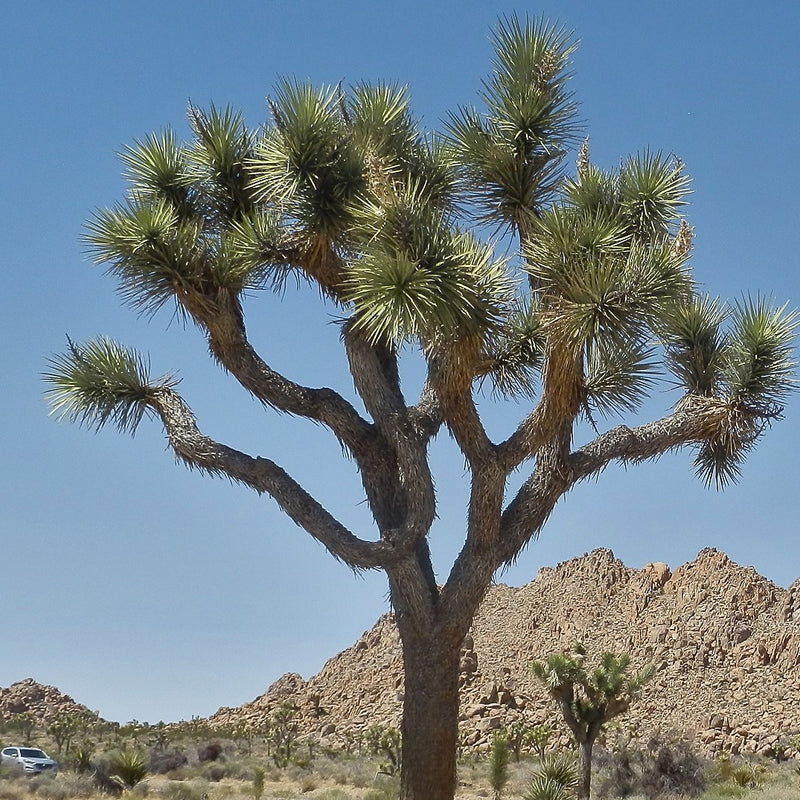 is a yucca plant a palm Yucca brevifolia (Joshua Tree, Yucca Palm, Tree Yucca) 2 Grams ~16 Seeds
