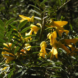 Sophora macrocarpa (Mayo, Mayú)