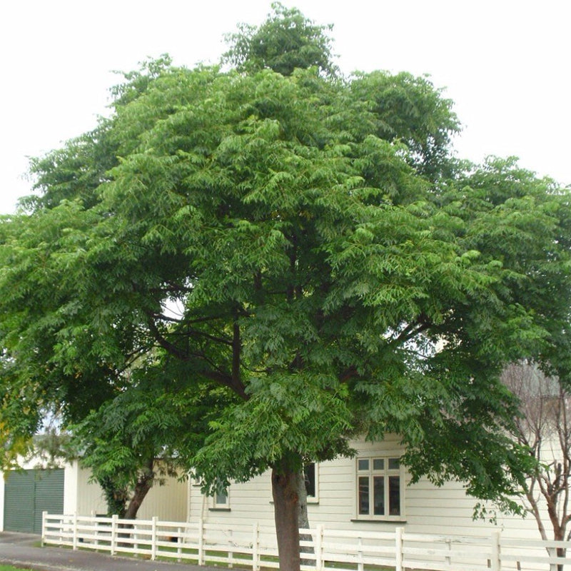 Melia azedarach (China Berry, Bead tree)