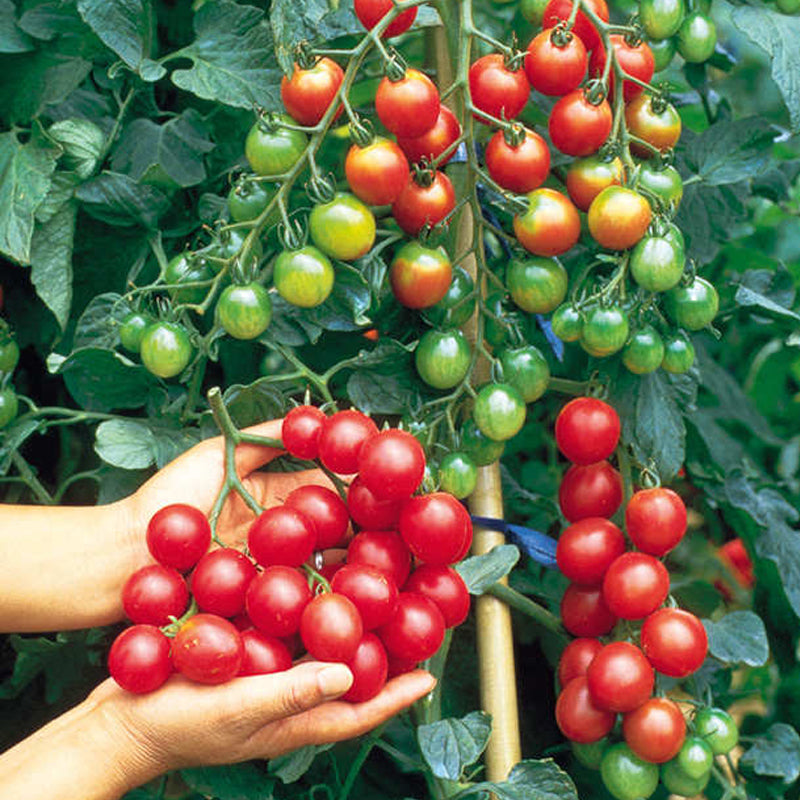 Sweet Million F1 Hybrid Tomato, Cherry Tomato (Lycopersicon esculentum)