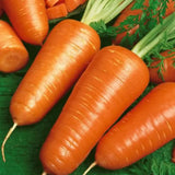 Chantenay Royal  Carrot (Daucus carota)