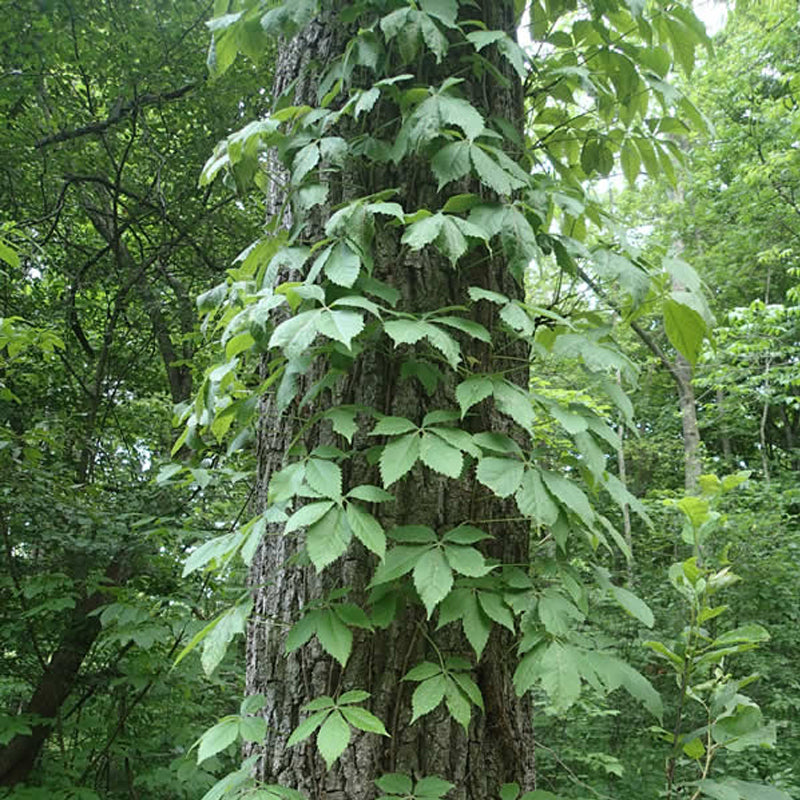 Parthenocissus quinquefolia (Virginia Creeper, Engelmann's Ivy)