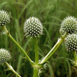 ERYNGIUM yuccifolium (Rattlesnake Master)