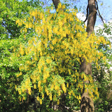 Laburnum alpinum (Scotch Laburnum)