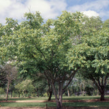 Juglans ailantifolia (Japanese Walnut)