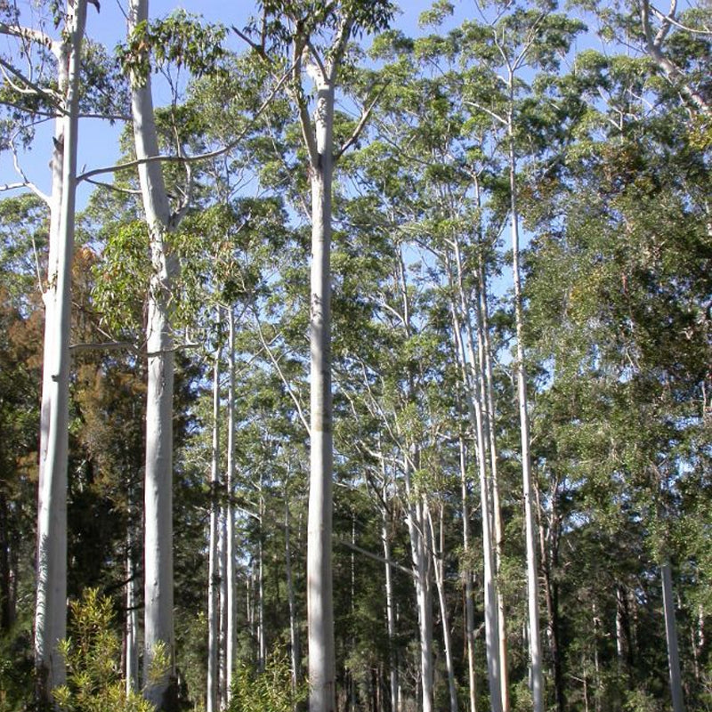 Eucalyptus grandis (Rose Gum, Flooded Gum, Grand Eucalyptus)