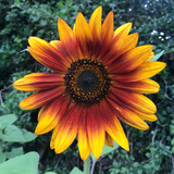 HELIANTHUS Annuus 'Autumn Beauty' (Sunflower - Autumn Beauty)