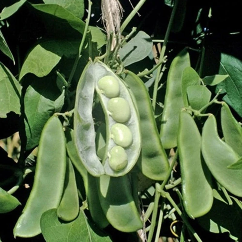 White Dixie Butter Pea, Lima Bean (Phaseolus lunatus)