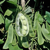 White Dixie Butter Pea, Lima Bean (Phaseolus lunatus)