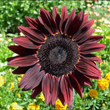 HELIANTHUS annuus 'Chocolate Cherry' (Sunflower - Chocolate Cherry)