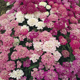 IBERIS umbellata (Annual Candytuft)