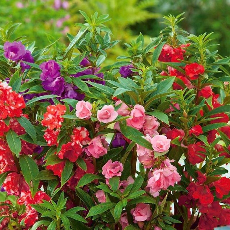 IMPATIENS balsamina Bush Mix Balsam Bush Mix MySeedsCo