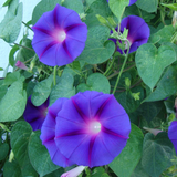 IPOMOEA purpurea 'Grandpa Ott' (Morning Glory, Purple with Red Star)