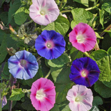 IPOMOEA purpurea, 'Tall Mix' (Morning Glory, Mixed Colors)