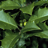 Ilex opaca (American Holly)