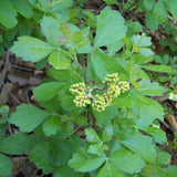 Rhus aromatica (Fragrant Sumac, Sweet scented Sumac)