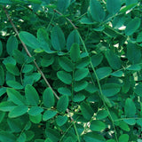 Dalbergia hupeana (Hardy Rosewood)