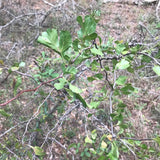 Crataegus vulsa (Alabama Hawthorn)