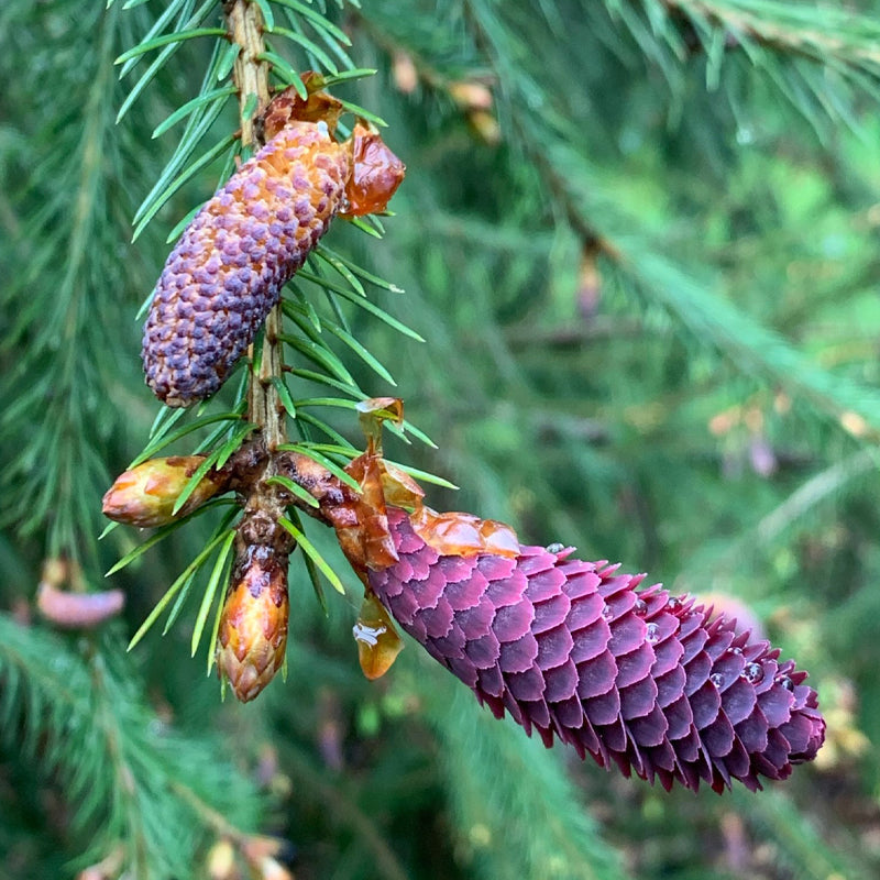 Picea likiangensis (Purple Liakiang Spruce)