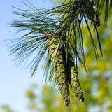 Pinus strobus (Europe) (Eastern White Pine, White Pine, Weymouth Pine, Northern White Pine)