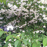 Styrax japonica (Japanese Snowbell)