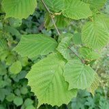 Corylus avellana (European Hazel Nut)