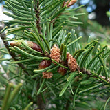 Pseudotsuga menziesii, NM Lincoln (Douglas Fir (NM Lincoln))