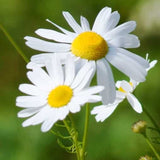 Chamomile, German (Matricaria recutita)