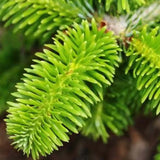 Abies nordmanniana (Nordmann Fir, Caucasian Fir)